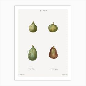 Figs, Pierre Joseph Redoute (2) Art Print