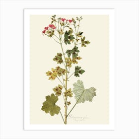 Geranium 8 Art Print