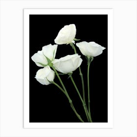 White Roses 4 Art Print