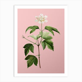 Vintage Guelder Rose Botanical on Soft Pink Art Print