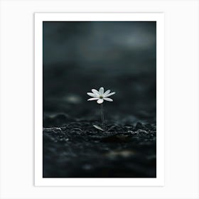 Single Flower In The Dark 43 Art Print