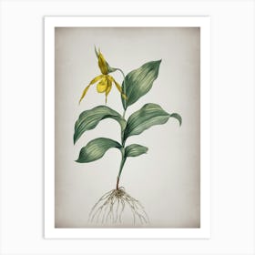 Vintage Yellow Lady's Slipper Orchid Botanical on Parchment n.0111 Art Print