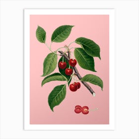 Vintage Sour Cherry Botanical on Soft Pink n.0726 Art Print