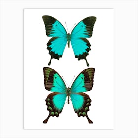 Two Bright Blue Butterflies 2 Art Print