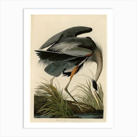 Vintage Audubon 1 Great Blue Heron Art Print