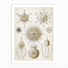 Vintage Haeckel 5 Tafel 1 Rohrstrahlinge Art Print