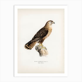 Common Buzzard, The Von Wright Brothers) 1 Art Print