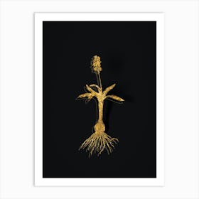 Vintage Scilla Lingulata Botanical in Gold on Black n.0219 Art Print