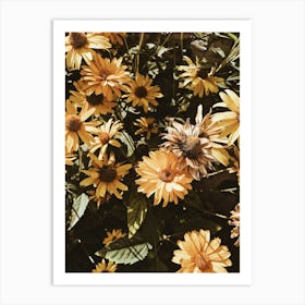 Sunflowers 1 Art Print