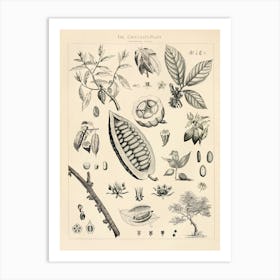 Cacao Vintage Illustration Art Print