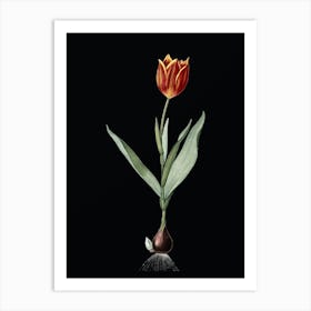 Vintage Tulip Botanical Illustration on Solid Black n.0268 Art Print