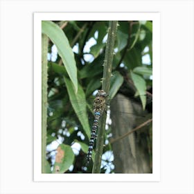 Dragonfly Art Print