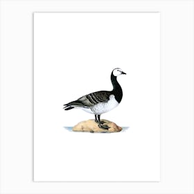 Vintage Barnacle Goose Bird Illustration on Pure White n.0115 Art Print