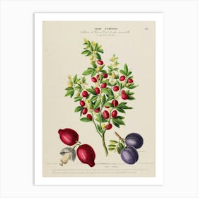 Pomegranate 7 Art Print