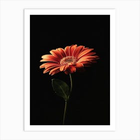 Gerbera Daisy 19 Art Print