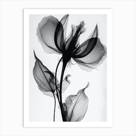 Black White Photograph Flower Wi Art Print