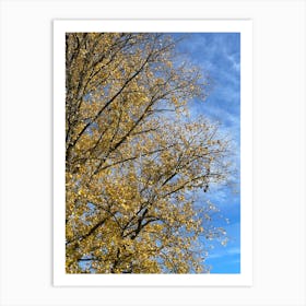 Autumn Leaves In A Tree Art Print