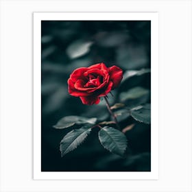 Red Rose 21 Art Print