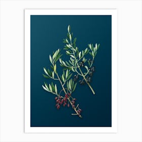 Aaffa Vintage Wild Olive Botanical Art On Teal Blue Art Print