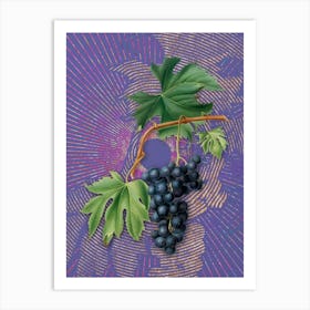 Vintage Brachetto Grape Botanical Illustration on Veri Peri n.0975 Art Print