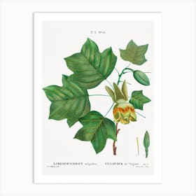 Tulip Tree, Pierre Joseph Redoute Art Print