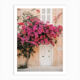 Climbing Bougainvillea Art Print