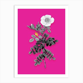 Vintage Macartney Rose Black and White Gold Leaf Floral Art on Hot Pink n.0328 Art Print