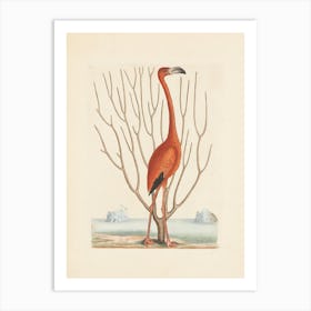 Flamingo 14 Art Print