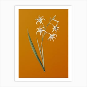 Vintage Gladiolus Cuspidatus Botanical on Sunset Orange n.0478 Art Print