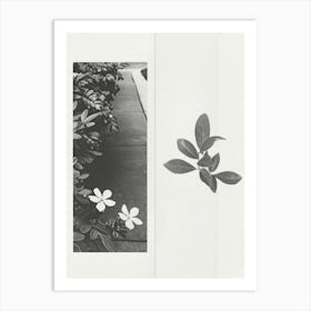 Jasmine Flower Photo Collage 2 Art Print