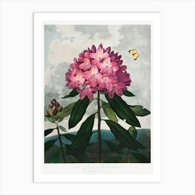 The Pontic Rhododendron From The Temple Of Flora (1807), Robert John Thornton Art Print