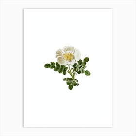 Vintage White Burnet Rose Botanical Illustration on Pure White n.0683 Art Print