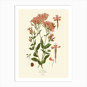 California Wildflowers Art Print