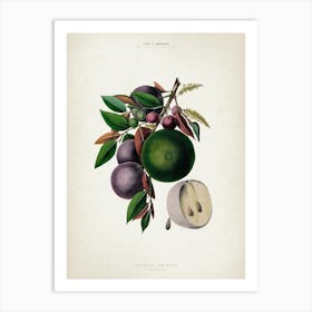 Vintage Denisse 4 Caimito Pomifera Art Print