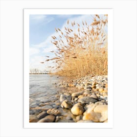 Reeds On The Shore Art Print