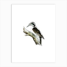 Vintage Three Toed Woodpecker Bird Illustration on Pure White Art Print