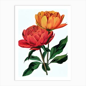 Peonies 9 Art Print