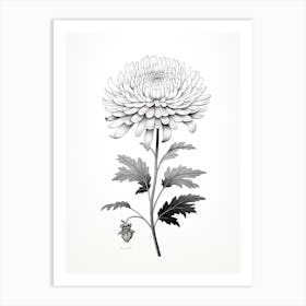 Chrysanthemums Flower Vintage Botanical 2 Art Print