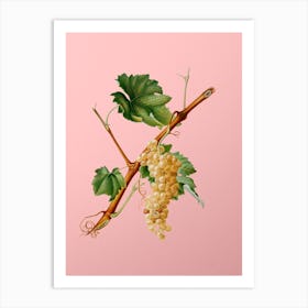 Vintage Vermentino Grapes Botanical on Soft Pink n.0624 Art Print