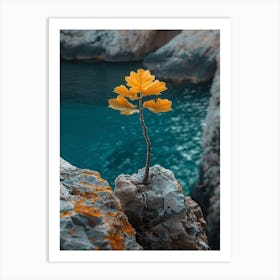 Tree Growing On A Rock 1 Art Print