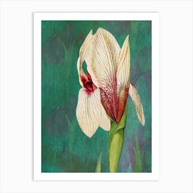 Iris Print Art Print