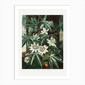 Vintage Botanical Temple Of Flora _2476841 Art Print