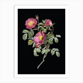 Vintage Rose of Love Bloom Botanical Illustration on Solid Black n.0710 Art Print