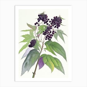 Elderberry Herb Pencil Colour Art Print