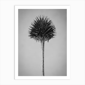 Black And White flower in decay Art Print