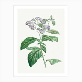 Forget Me Not, Pierre Joseph Redouté Art Print