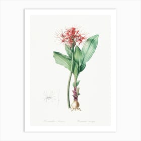 Blood Lily, Pierre Joseph Redoute Art Print