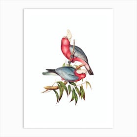 Vintage Rose Breasted Cockatoo Galah Bird Illustration on Pure White n.0299 Art Print