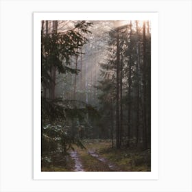 Rainy Wet Forest Art Print