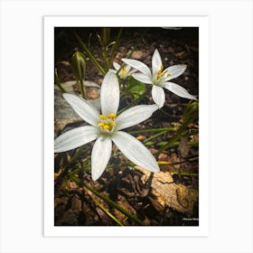 Star Of Bethlehem - Photograph Art Print